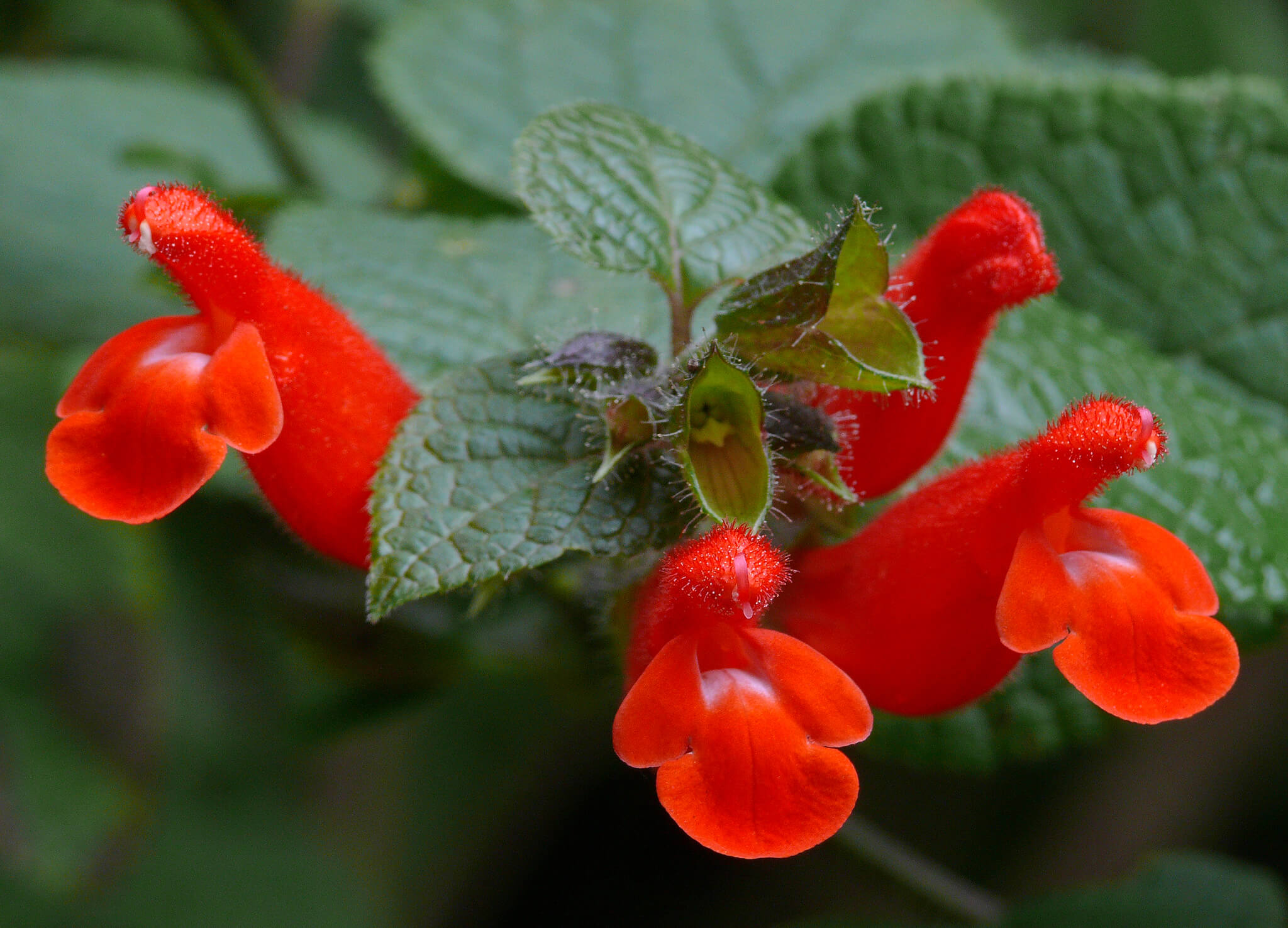 Salvia disjuncta